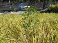 秋の水田の中に見られる背の高い草ですこの草の名前を教えてください キ Yahoo 知恵袋