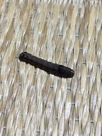 この黒い芋虫の正体は 11月位から突然 部屋の中に画像の黒い芋虫が出現 Yahoo 知恵袋