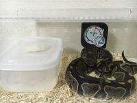ボールパイソンの飼育について質問です この間初めて蛇を購入して Yahoo 知恵袋