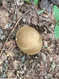 紫陽花にキノコが生えてきました なんのキノコか教えてく Yahoo 知恵袋