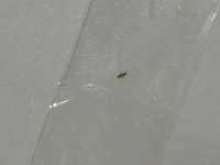 最近家の中に小さくて 長さが1ミリくらい 薄茶色の虫がいるので Yahoo 知恵袋
