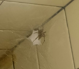 家の中に蜘蛛がいました 画像あり この蜘蛛はなんという蜘蛛ですか 白い Yahoo 知恵袋