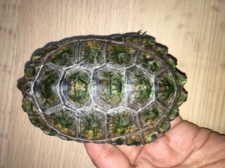 ニホンイシガメの1歳を飼っています 甲羅干しで甲羅が乾くと 画 Yahoo 知恵袋