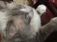 1歳の雄猫を飼っています 今朝目の上に虫刺されのような赤いものが出来てい Yahoo 知恵袋