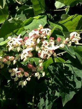 これは何の花ですか？ - スイカズラに似ていますが…教えて下さ