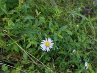 この花の名前を教えてください今日撮影したものですハルジオンとは違うように Yahoo 知恵袋