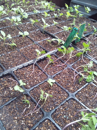 ブロッコリー キャベツの種を蒔きました 芽が出ましたが 細くヒョロヒ Yahoo 知恵袋