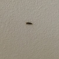 この虫は何ですか？
最近、家の中でよく見ます。
1センチ位で、薄い色の糸の様な細い脚と触覚と尻尾みたいなのがあります。 