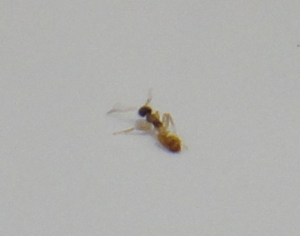 ものすごく小さい（0.5ミリ）、とても素早い虫が最近家の中にい 