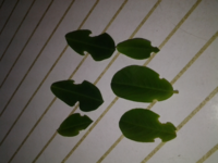 落花生を育てています 葉っぱを見ると変な形に葉っぱが割れていま Yahoo 知恵袋