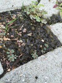 雨の後に ゼリー状のものがありました これは何でしょうか Yahoo 知恵袋