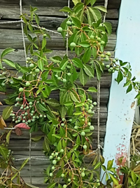 紫陽花の挿し穂を水栽培で発根しました まだ1cmくらいの長さの Yahoo 知恵袋