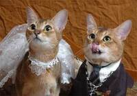 結婚式での キャラクター著作権について 結婚式場で披露宴を Yahoo 知恵袋