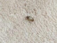 ゴマみたいな虫 たまにゴマくらいのサイズの虫が出で気持ち悪いのです Yahoo 知恵袋