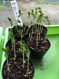 枝豆苗がひょろひょろまともに育つ ポットに種を蒔き成長後 畑に定植 Yahoo 知恵袋