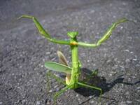 カマキリの餌は生きた昆虫と聞きましたが 何か他で代用できるもの Yahoo 知恵袋