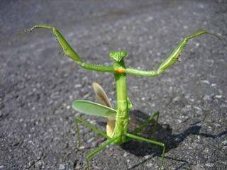 カマキリは虫以外で何を食べますか ハムを食べますよ たしか Yahoo 知恵袋