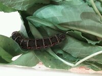 岡山県です 8センチぐらいの黒い幼虫です 頭かお尻にピンとした角みたいな Yahoo 知恵袋