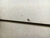 この虫の駆除の仕方を教えて下さい ハマオモトヨトウという蛾の幼虫です Yahoo 知恵袋
