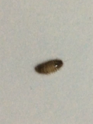 毛が生えてて小さい虫が紙についていました これ何という虫ですか Yahoo 知恵袋