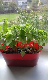 ブルーベリーの実から取った種が発芽しません 5月に国産の生のブルーベリー Yahoo 知恵袋