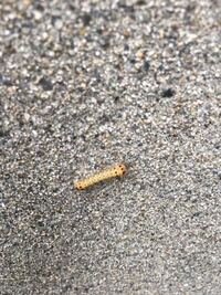 この虫の名前を教えてください 笹の葉に群がってました Yahoo 知恵袋