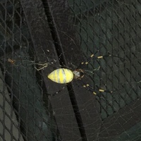 この蜘蛛の名前を教えてください 黄緑色に白の縞模様の大きな蜘蛛 Yahoo 知恵袋