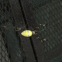 手足が黄色と黒の縞模様で 体 が緑の蜘蛛には毒がありますか Yahoo 知恵袋