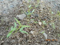 添付写真の雑草が畑のあちこちに発生しました 雑草の名前や種別 効率的な除 Yahoo 知恵袋