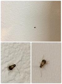 閲覧注意 家に出た虫 ゴキブリの赤ちゃん について質問です 詳細に記載し 教えて 住まいの先生 Yahoo 不動産