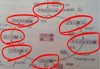 クエン酸回路の物質の化学式 高校生物 呼吸クエン酸回路の物質を化学式で教 Yahoo 知恵袋