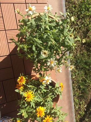 ジニアプロフュージョン花が小さい 写真つけました 鉢植で育てています Yahoo 知恵袋