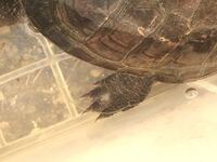 クサガメの後ろ足の写真です この白い斑点はなんですか カビが繁殖し Yahoo 知恵袋