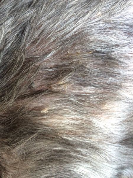 犬の皮膚の病気について 飼っている犬の背中の皮膚が毛が少し Yahoo 知恵袋