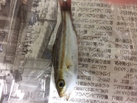 今日堤防でサビキでこの魚釣ったんですがなんていう魚か教えてくだ Yahoo 知恵袋