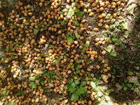 銀杏の果肉の簡単な処理方法を教えてください 我が家の庭に大量1 Yahoo 知恵袋