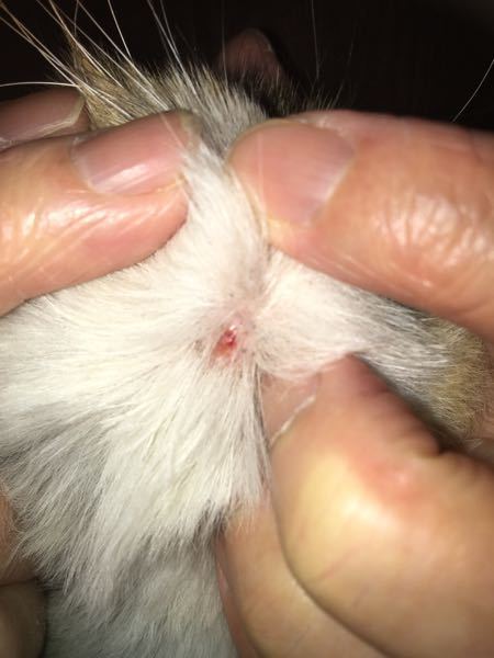 飼い猫の様子がおかしい。食後、歯ぎしりとも何とも言えない音を出す 