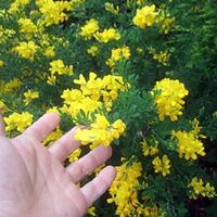 テーブルの上に置く観葉植物で黄色い花が咲くのを探しています 黄色い花が咲 Yahoo 知恵袋