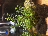 ポトスは水中でもいけると本に書いてあったので根っこをうんと洗って熱帯魚の水 Yahoo 知恵袋