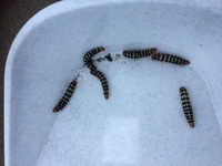 みなさんこんにちは この画像の幼虫が大量に発生しております 大きさはおよそ５ 程 教えて 住まいの先生 Yahoo 不動産