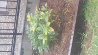 庭の芍薬が花が咲きません 去年購入し 庭に花壇を造り植えたのですが 今年 Yahoo 知恵袋