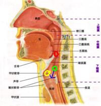 医者の方 回答お願いします 誤嚥についてです 昨夜 納豆が一粒気管 Yahoo 知恵袋