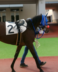 ブリンカーとシャドーロールをダブルで使っいる馬はよくいるんですか Yahoo 知恵袋
