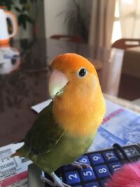 コザクラの何という種類ですか 我が家のコザクラインコ 生後7 Yahoo 知恵袋