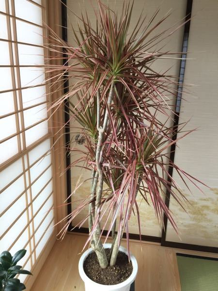 人気のドラセナ レインボーの育て方 花言葉と風水まで ひとはなノート