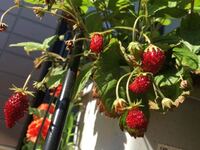 ペットボトルで飼育する植物をいただいたので 途中からプラ Yahoo 知恵袋