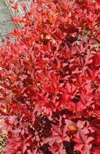 葉が真っ赤に紅葉した小さいこの木の名前を教えて下さい ドウダンツツ Yahoo 知恵袋