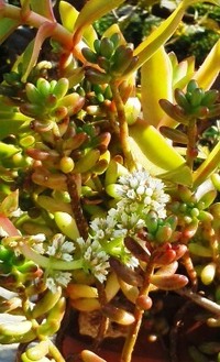 小さな白い花を咲かせたこの多肉植物は何でしょうか ベンケイソウ科ク Yahoo 知恵袋