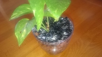 観葉植物のアジアンタムをガラス容器ハイドロカルチャーに入った Yahoo 知恵袋