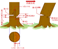 一般的な木の倒し方をネットで拾ったものですがなぜ逆向きに倒れないのでしょ Yahoo 知恵袋